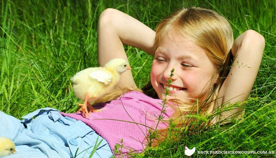 Becoming BFFs with Your Shy Chook