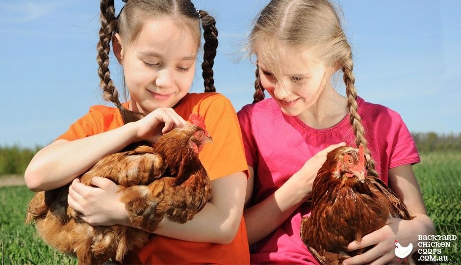 Becoming BFFs with Your Shy Chook