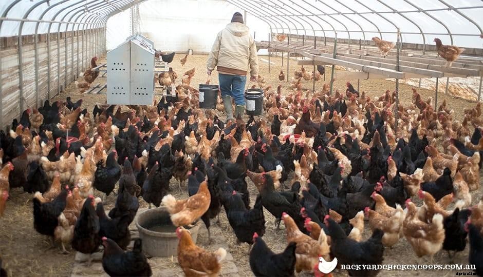 Where Can I Get A Pet Chicken For Myself?