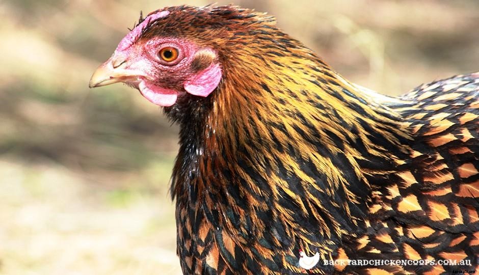 5 Reasons to Love Wyandotte Chickens