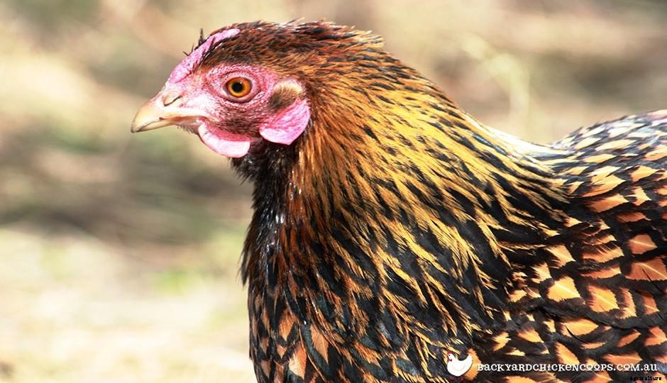 5 Reasons to Love Wyandotte Chickens