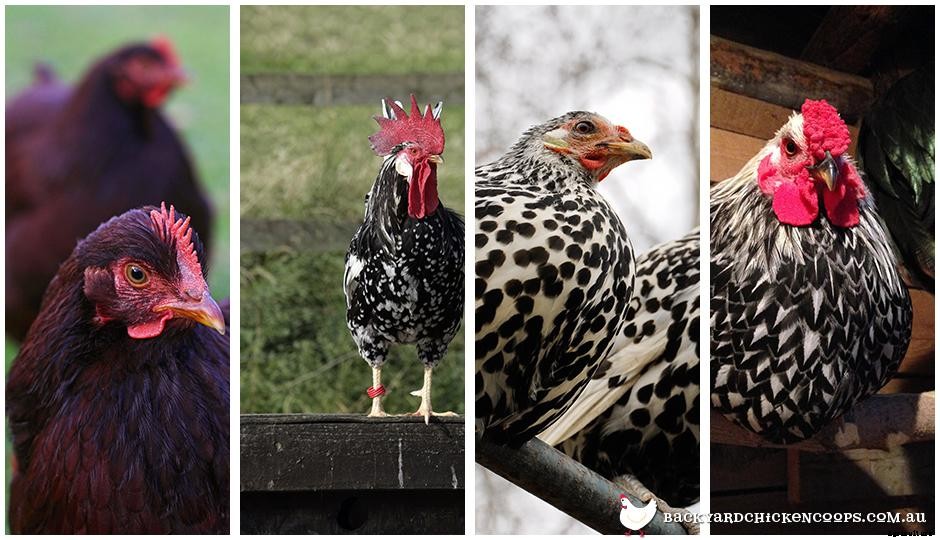 The Best Chicken Breeds For Different Sized Backyards