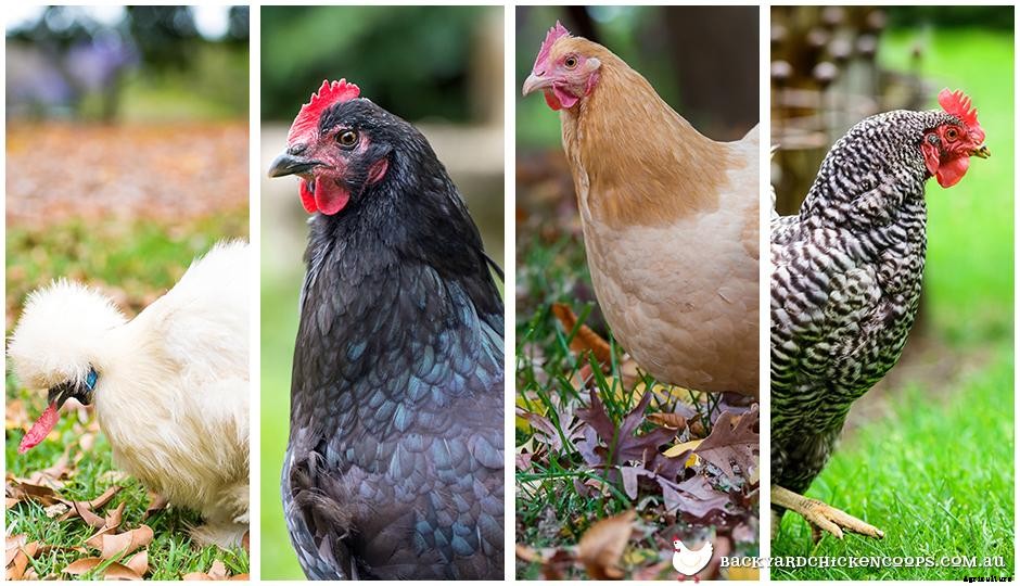 The Best Chicken Breeds For Different Sized Backyards