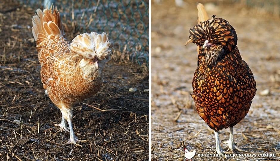5 Reasons To Love Polish Chickens