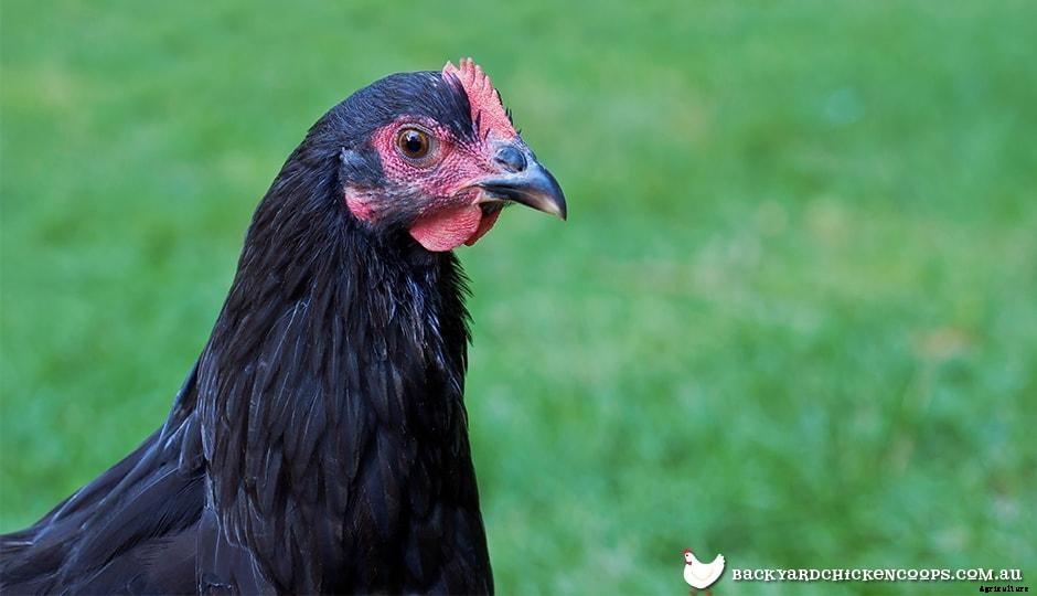 5 Reasons To Love Your Australorp Chickens