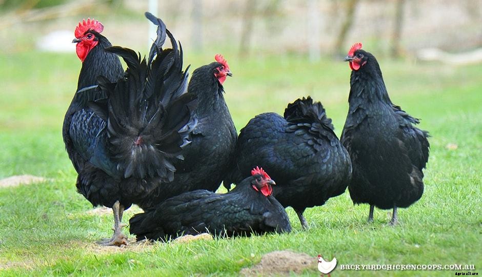 5 Reasons To Love Your Australorp Chickens