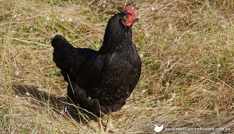 5 Reasons To Love Your Australorp Chickens