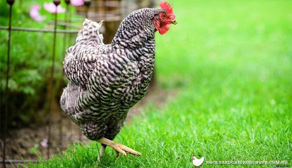 5 Reasons To Love Plymouth Rock Chickens