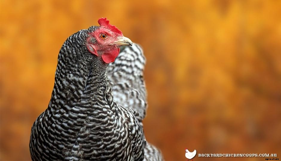5 Reasons To Love Plymouth Rock Chickens