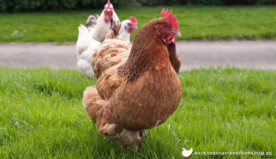 Chickens 101: Personality