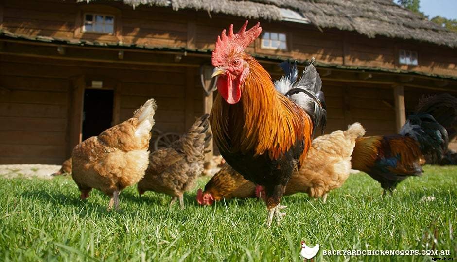 Chickens 101: Personality