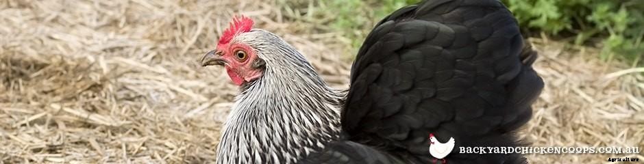 Different Chicken Breeds and Types