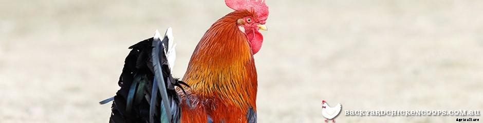 Different Chicken Breeds and Types