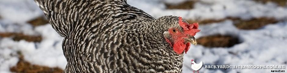 Different Chicken Breeds and Types