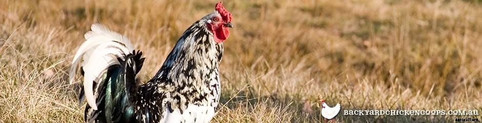 Different Chicken Breeds and Types