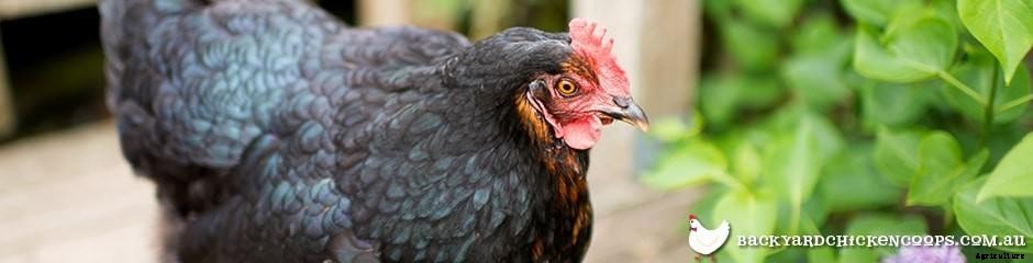 Different Chicken Breeds and Types