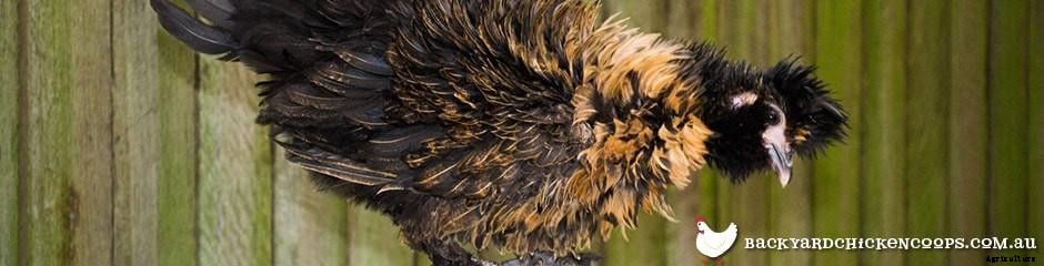 Different Chicken Breeds and Types