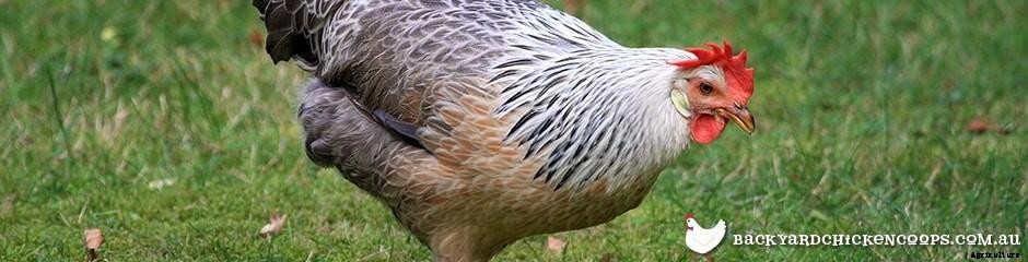 Different Chicken Breeds and Types