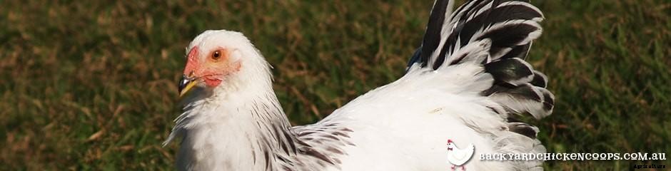 Different Chicken Breeds and Types