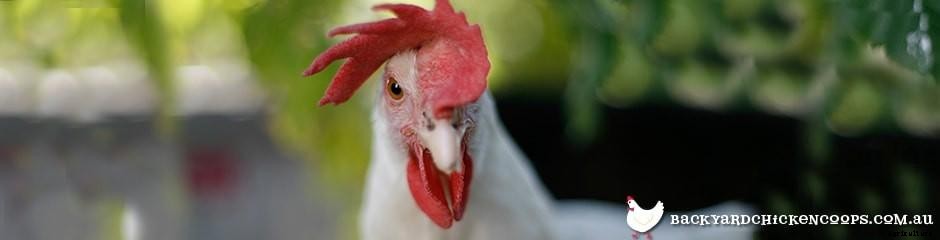 Different Chicken Breeds and Types