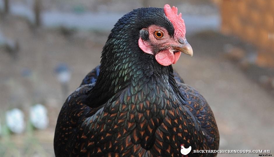 5 Reasons To Love Your Barnevelder Chickens