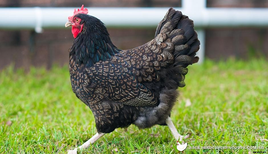 5 Reasons To Love Your Barnevelder Chickens