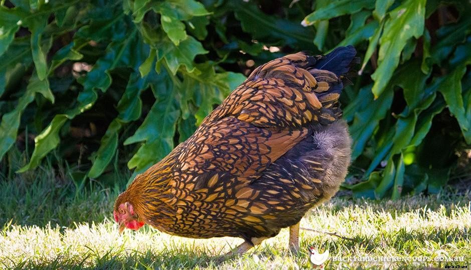 Breed Profile:  Wyandotte