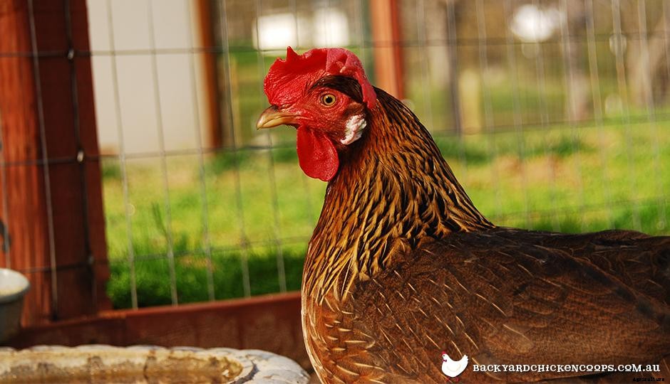 5 Reasons to Love Leghorn Chickens