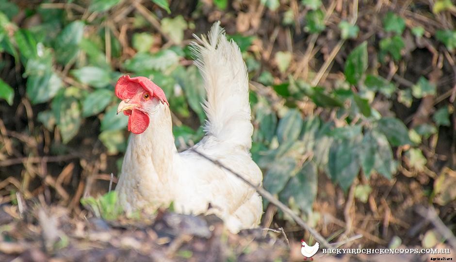 5 Reasons to Love Leghorn Chickens