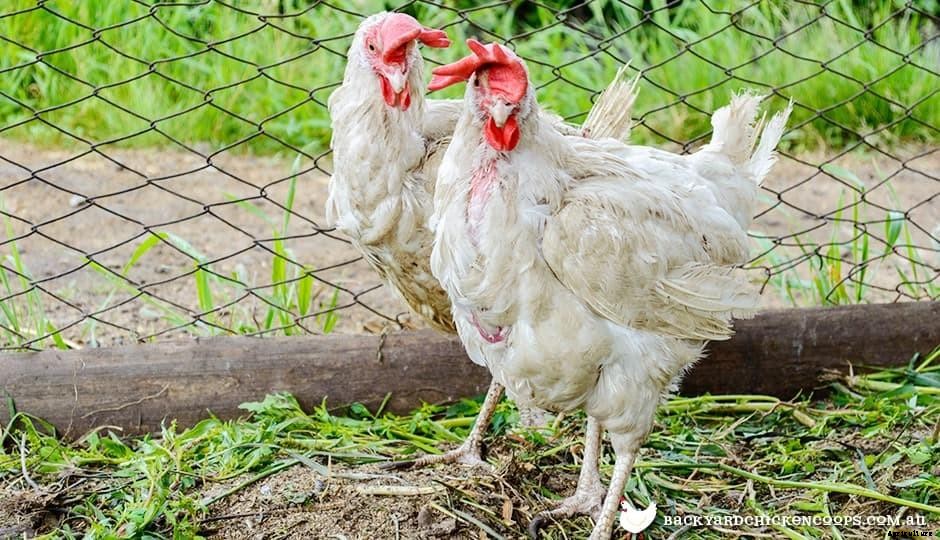 5 Reasons to Love Leghorn Chickens