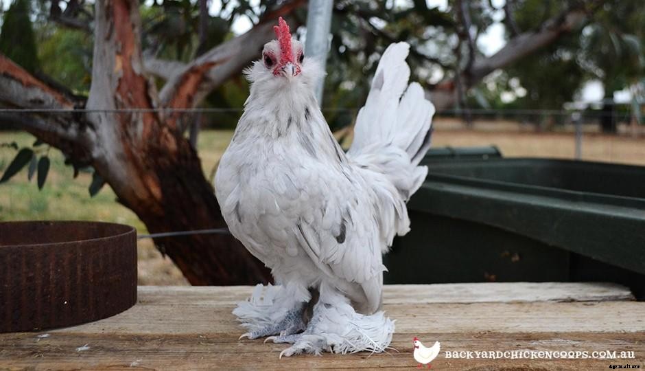5 Reasons to Love Belgian DUccle Chickens