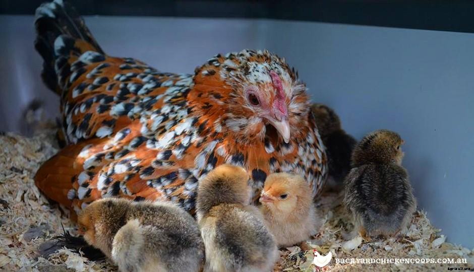 5 Reasons to Love Belgian DUccle Chickens