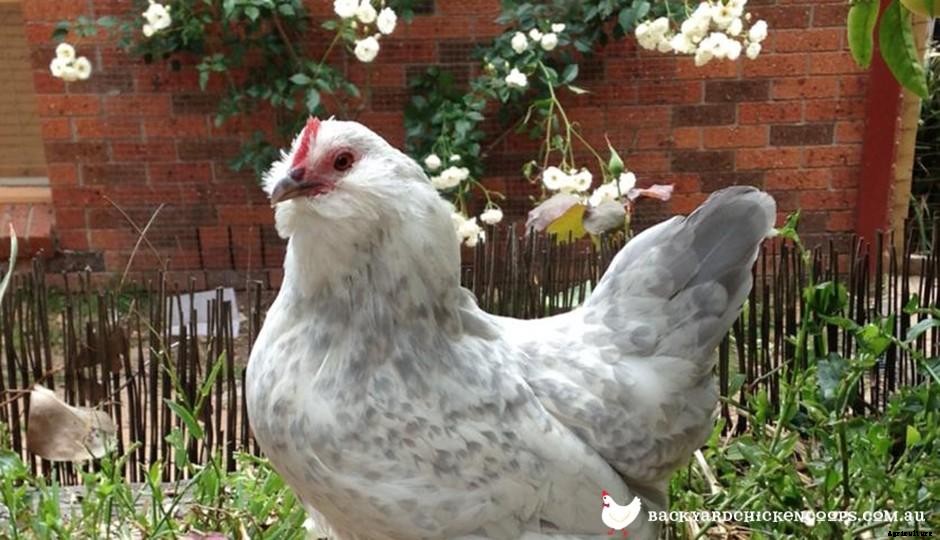 5 Reasons to Love Belgian DUccle Chickens