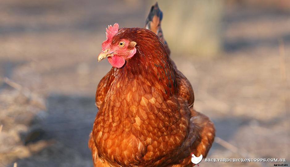 5 Reasons to Love New Hampshire Chickens