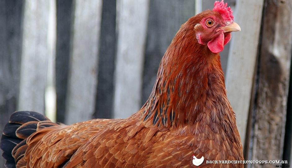 5 Reasons to Love New Hampshire Chickens