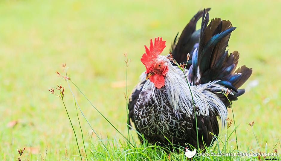 Bantams, Bantams, Bantams!