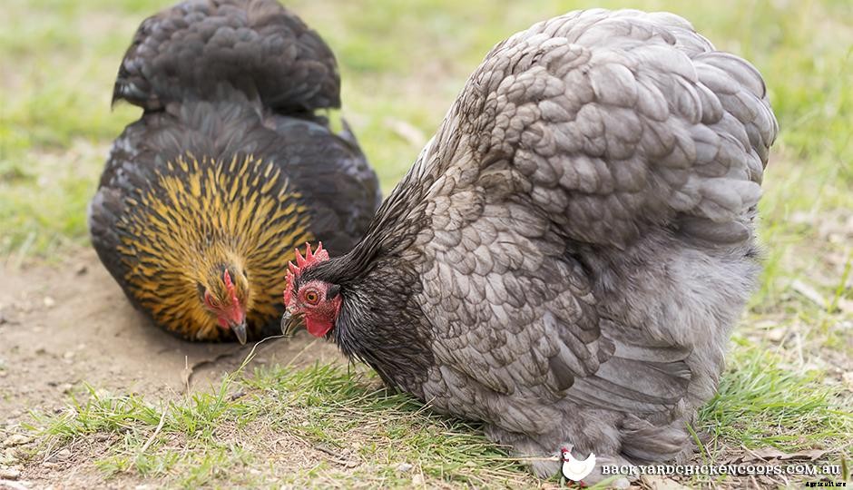 Bantams, Bantams, Bantams!