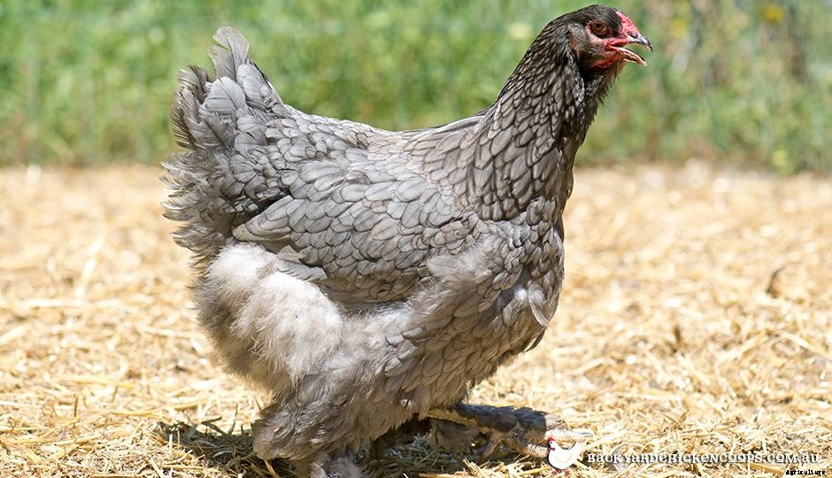 Bantams, Bantams, Bantams!