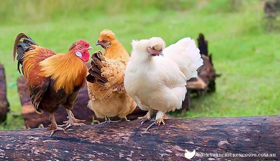 How To Care For Bantam Chickens