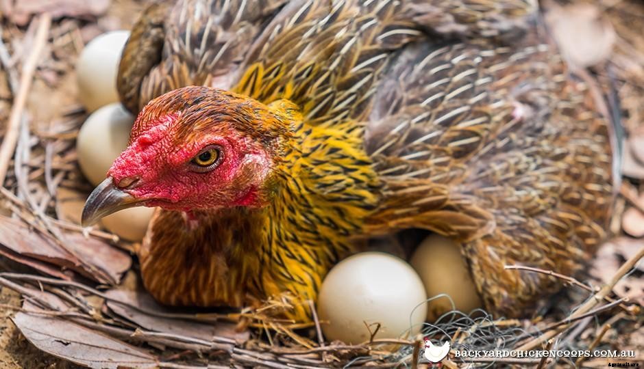 What Is Point-Of-Lay?