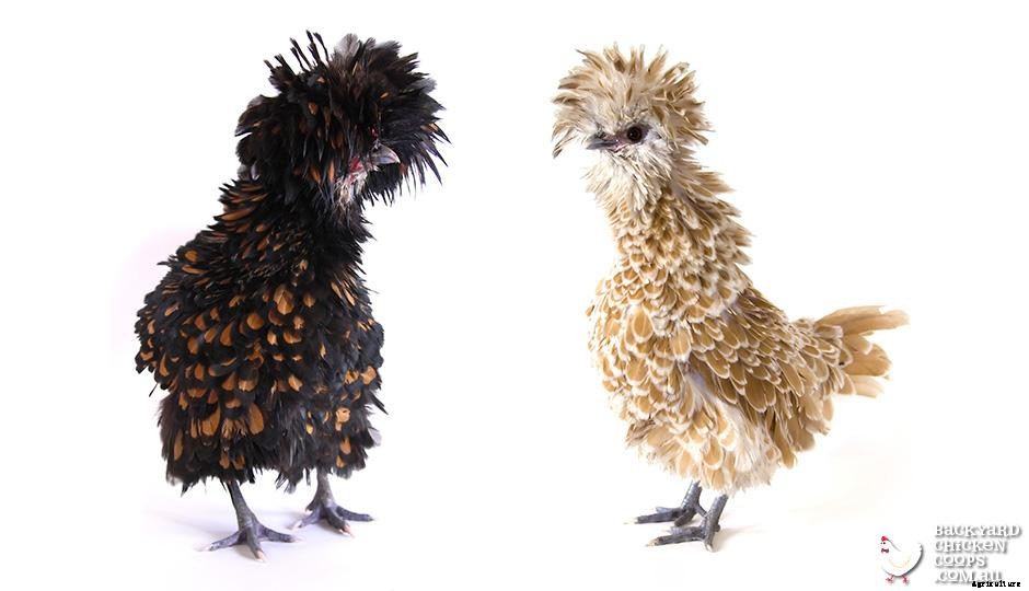 5 Reasons to Love Frizzle Chickens