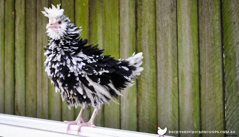 5 Reasons to Love Frizzle Chickens