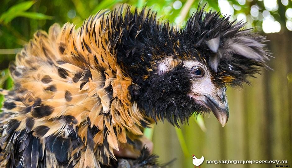 5 Reasons to Love Frizzle Chickens