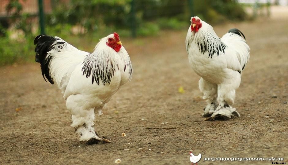 5 Reasons to Love Cochin Chickens