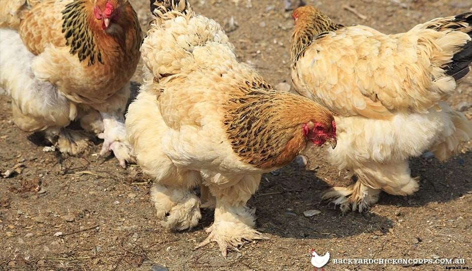 5 Reasons to Love Cochin Chickens