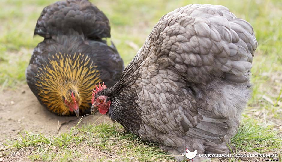 5 Reasons to Love Pekin Bantam Chickens