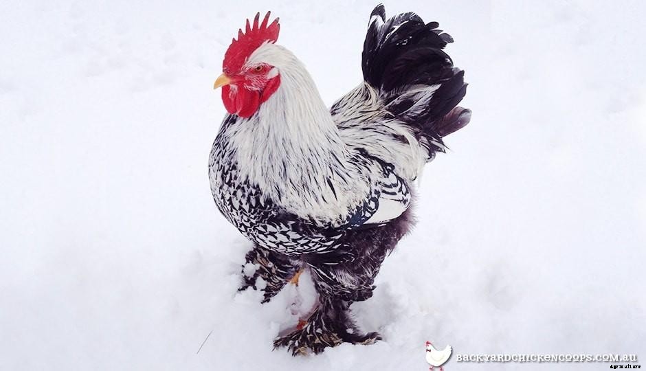 5 Reasons to Love Cochin Chickens