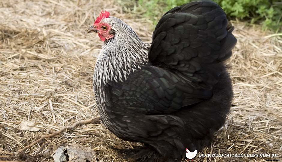 5 Reasons to Love Pekin Bantam Chickens