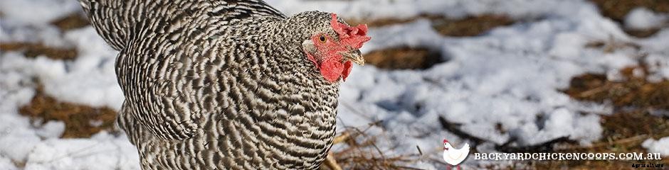 The Best Chicken Breeds for Families