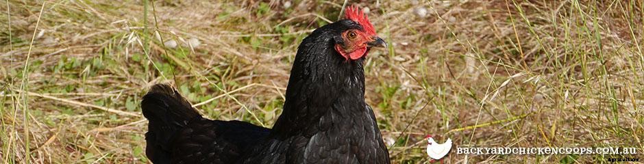 The Best Chicken Breeds for Families